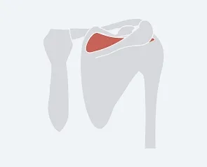 Supraspinatus