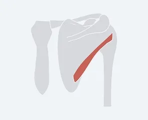 Teres Minor