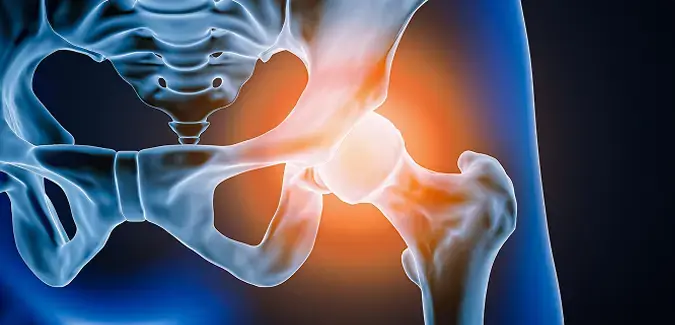 the annatomy of the hip joint