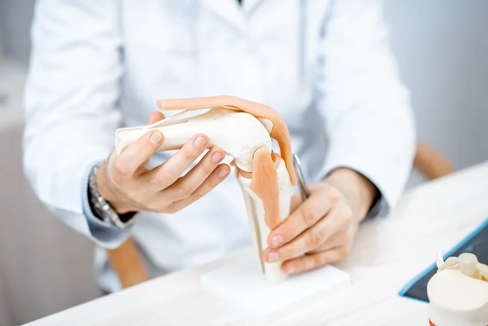 Basic Anatomy of the Knee Joint