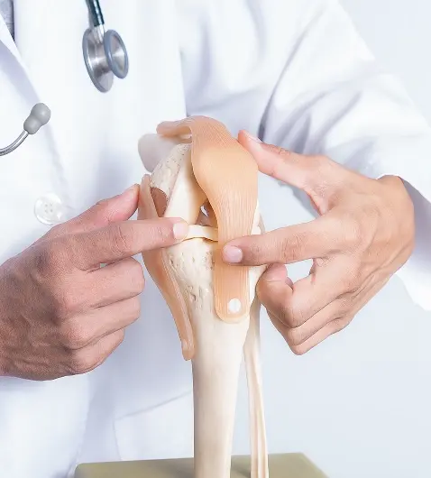 doctor showing cartilage anatomy