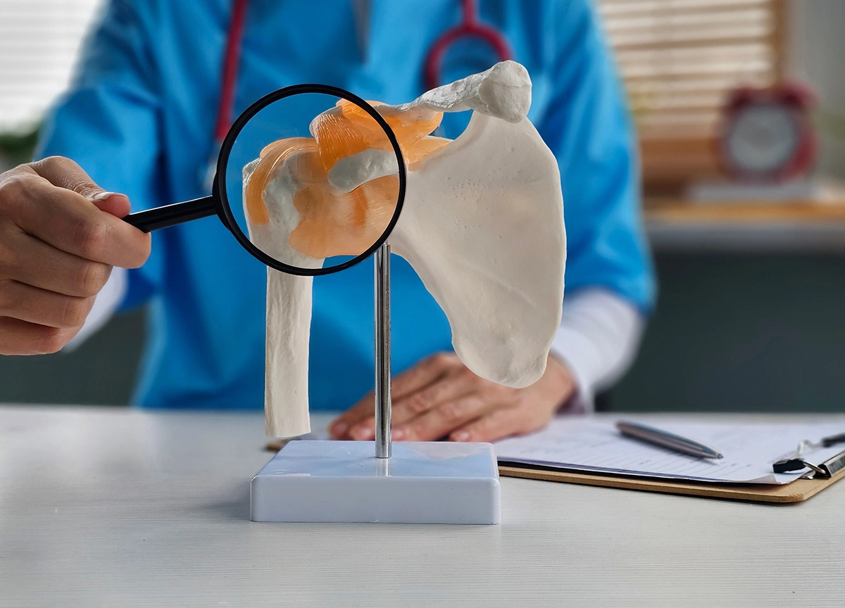 Anatomy of the Shoulder