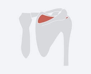 Supraspinatus