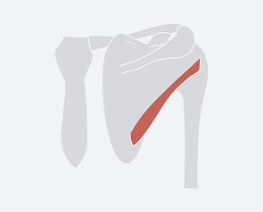 Teres Minor