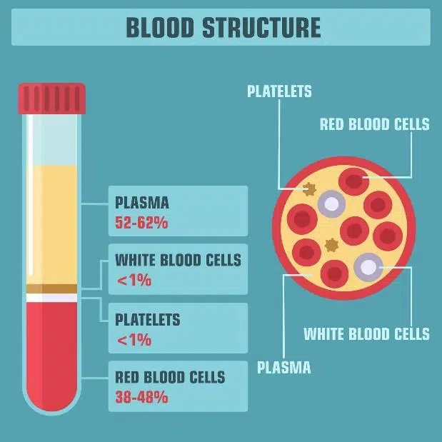 blood structure graphic